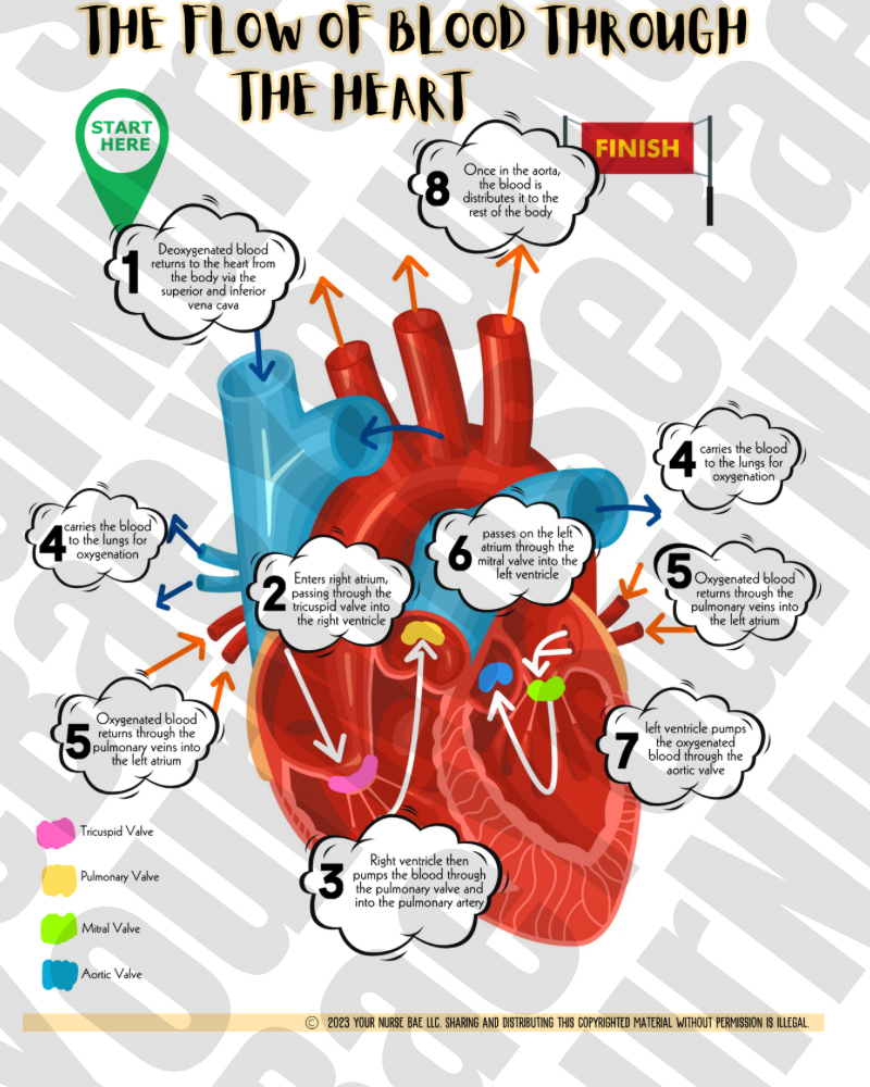 Cardiac Study Guide - Med Surg I/II - Nursing Study Guide