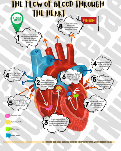 Cardiac Study Guide - Med Surg I/II - Nursing Study Guide